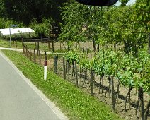 Buonconvento  2015 064